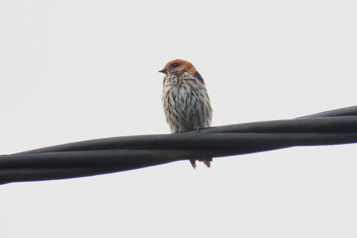 Lesser Striped Swallow - ML625236548