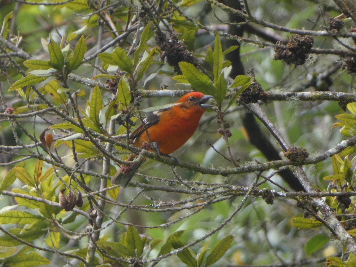 Flame-colored Tanager - ML625236584