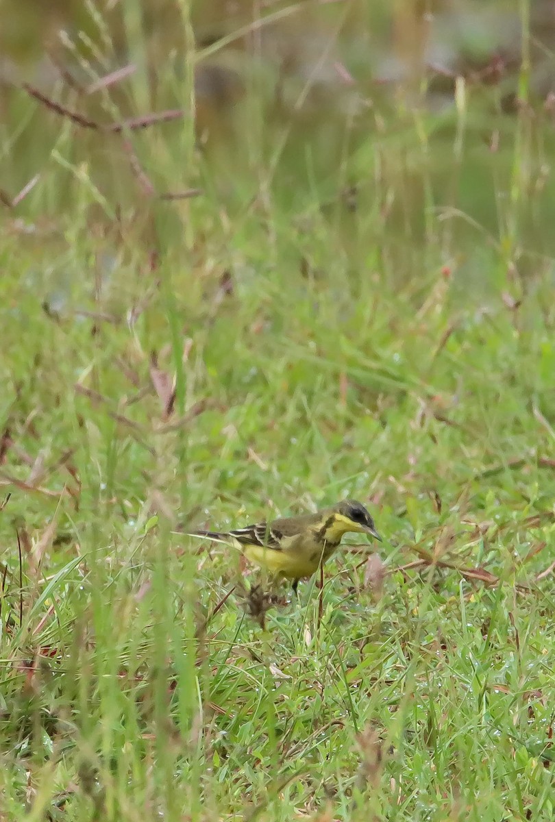 Eastern Yellow Wagtail - ML625236590