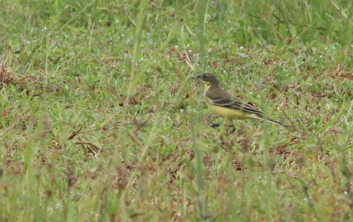 Eastern Yellow Wagtail - ML625236591