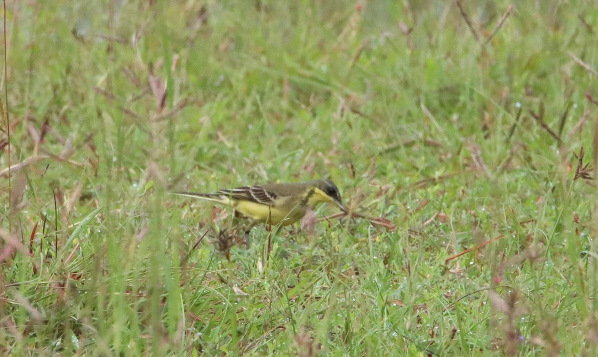 Eastern Yellow Wagtail - ML625236592