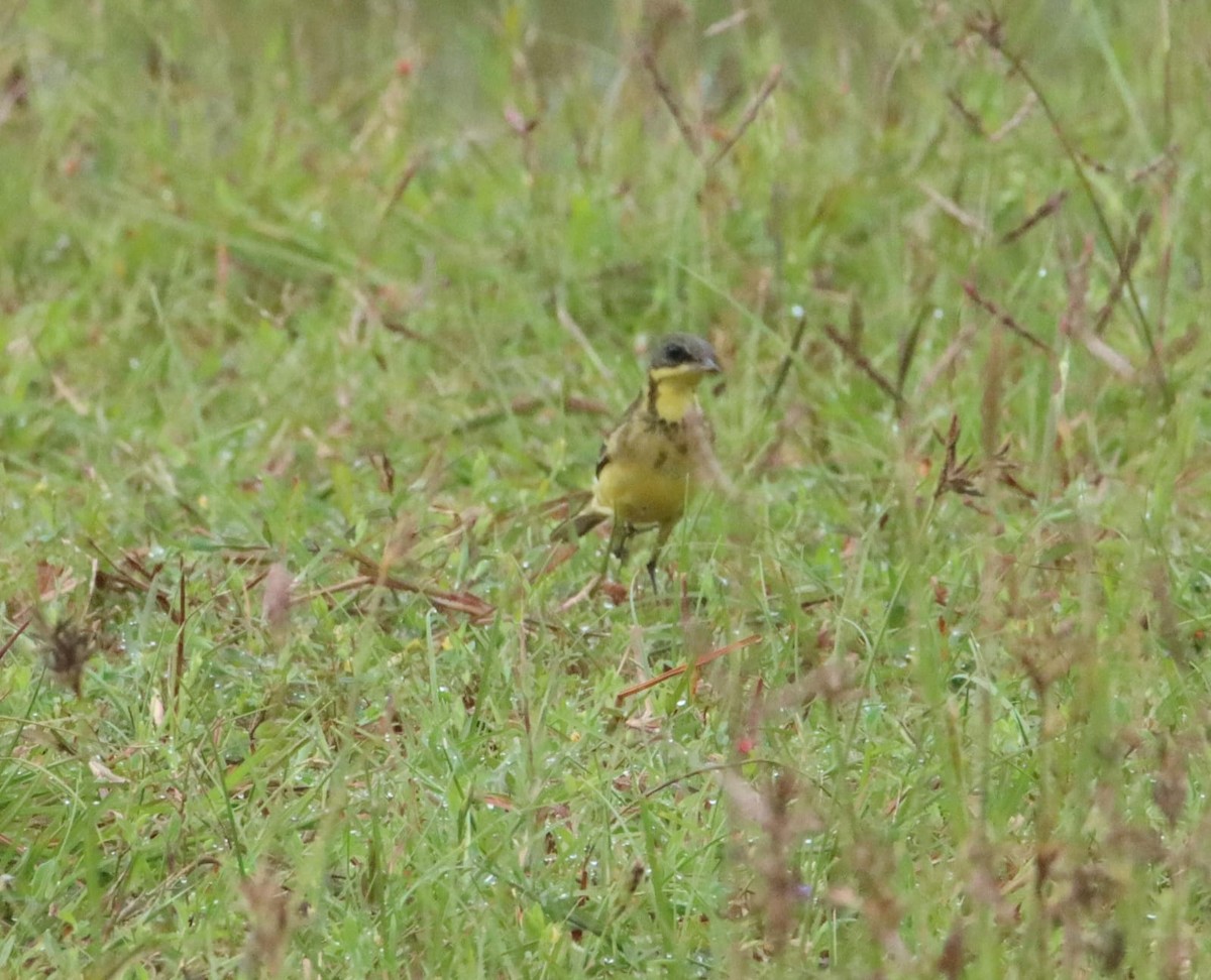 Eastern Yellow Wagtail - ML625236593