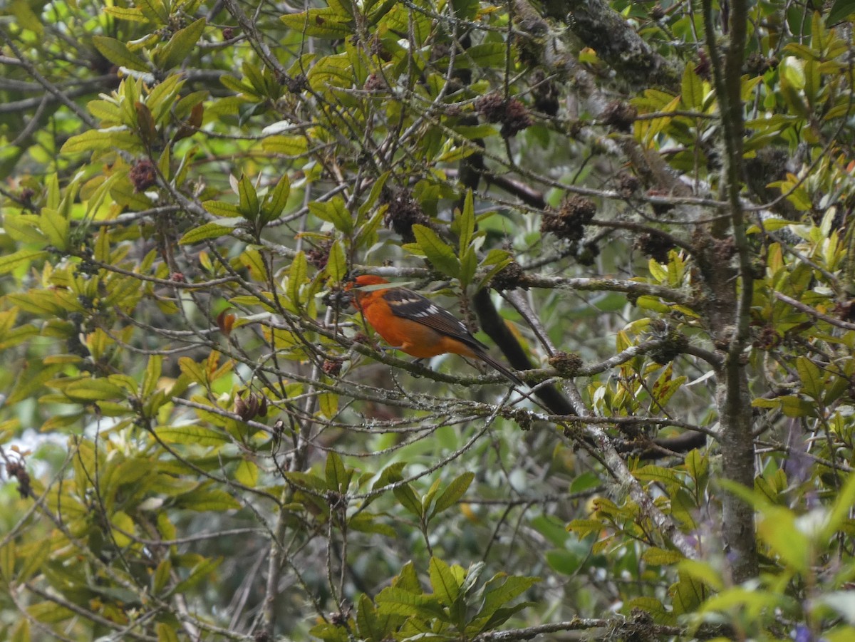 Flame-colored Tanager - ML625236603