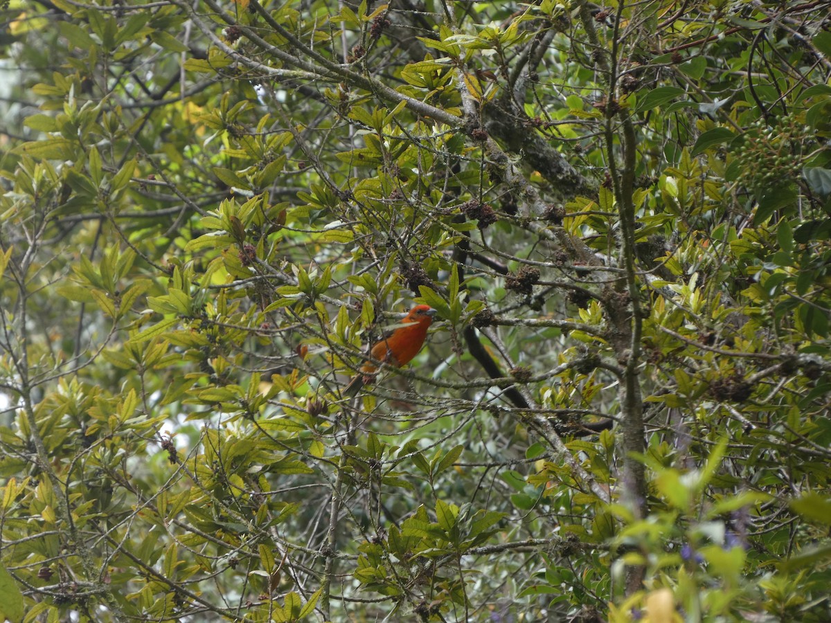 Flame-colored Tanager - ML625236605