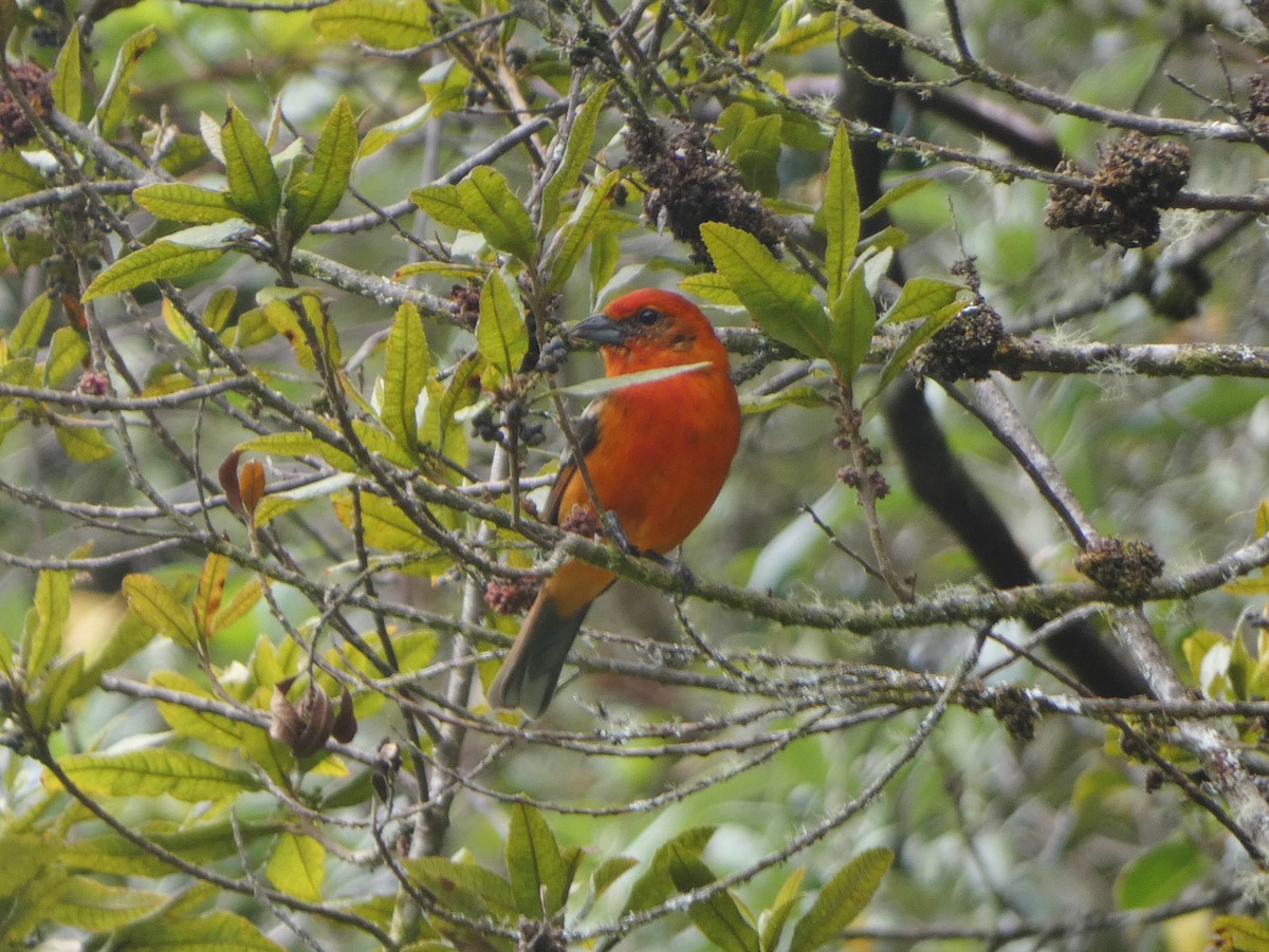 Flame-colored Tanager - ML625236614