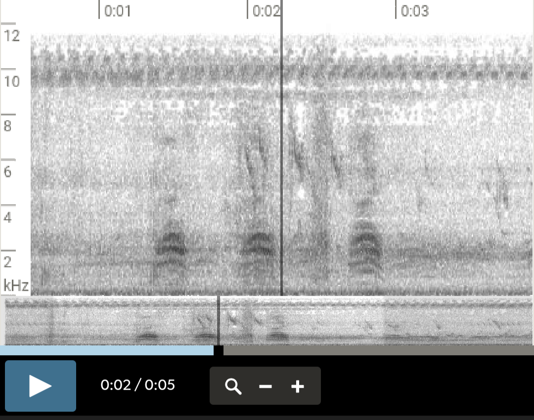 Eastern Yellow Wagtail - ML625236626
