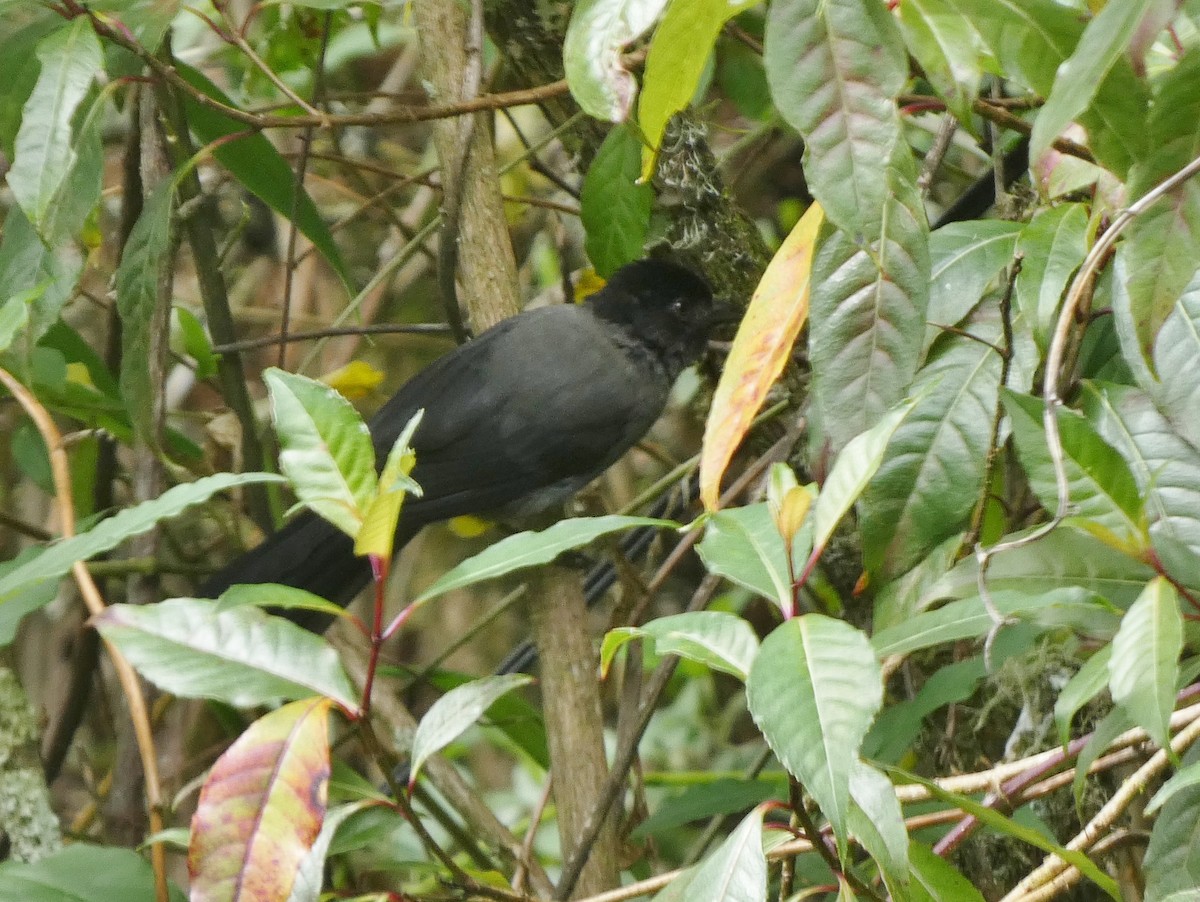 Yellow-thighed Brushfinch - ML625236638