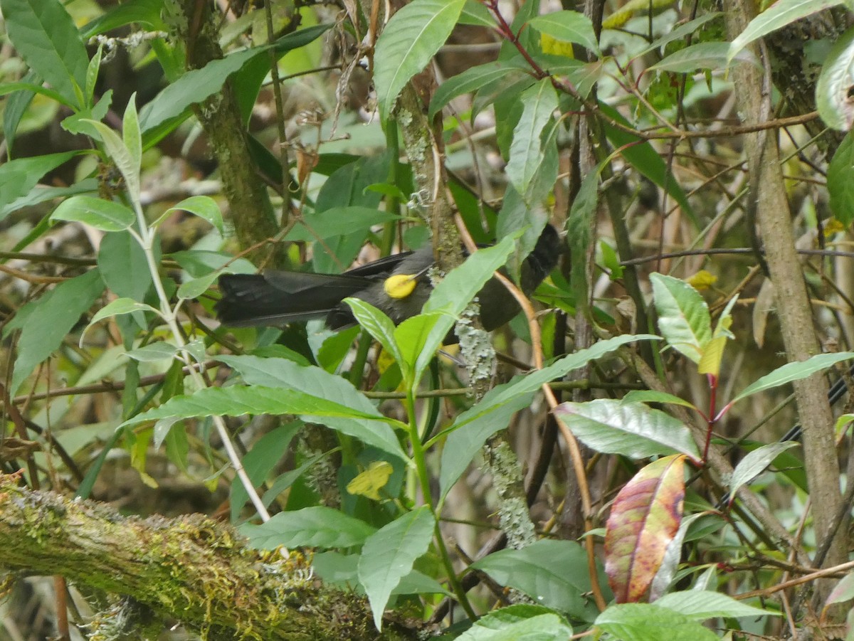 Yellow-thighed Brushfinch - ML625236639