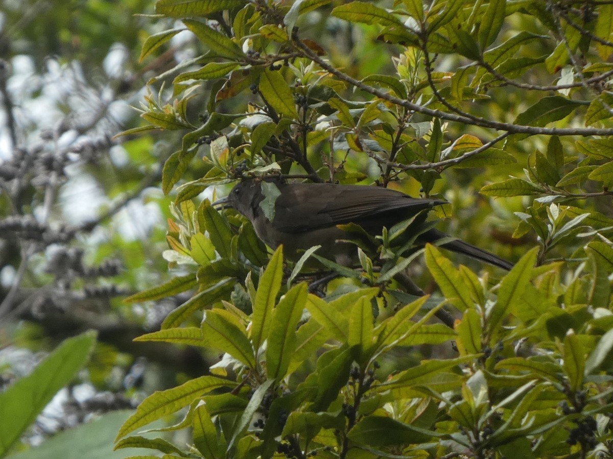Mountain Thrush - ML625236660