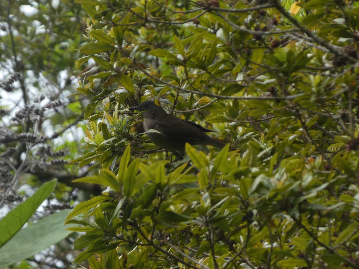 Mountain Thrush - ML625236661
