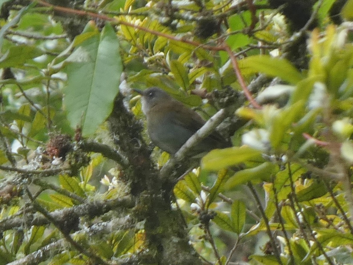 Black-billed Nightingale-Thrush - ML625236730