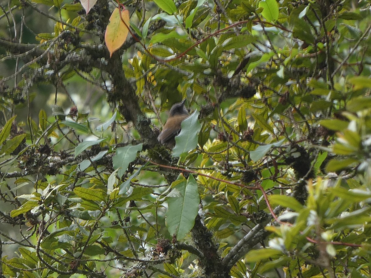 Black-billed Nightingale-Thrush - ML625236735