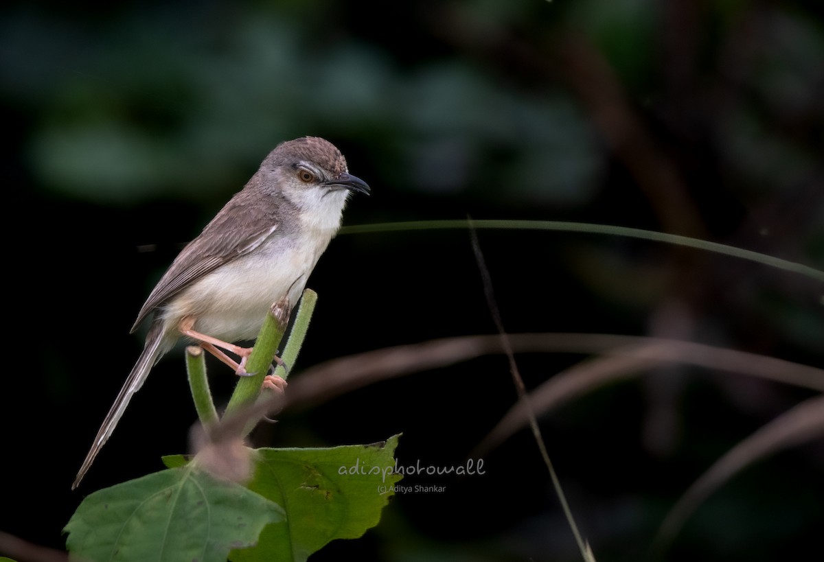 Plain Prinia - Aditya Shankar