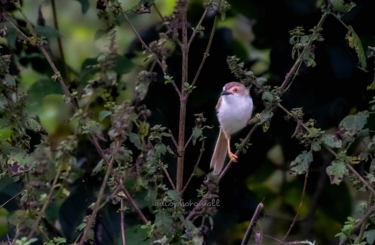 Yellow-eyed Babbler - ML625236846