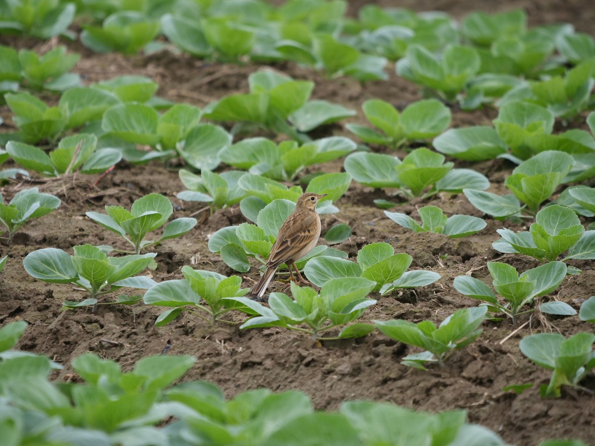 Richard's Pipit - ML625236965