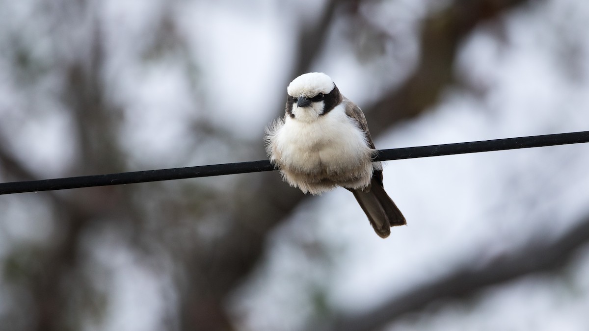 White-crowned Shrike - ML625237210