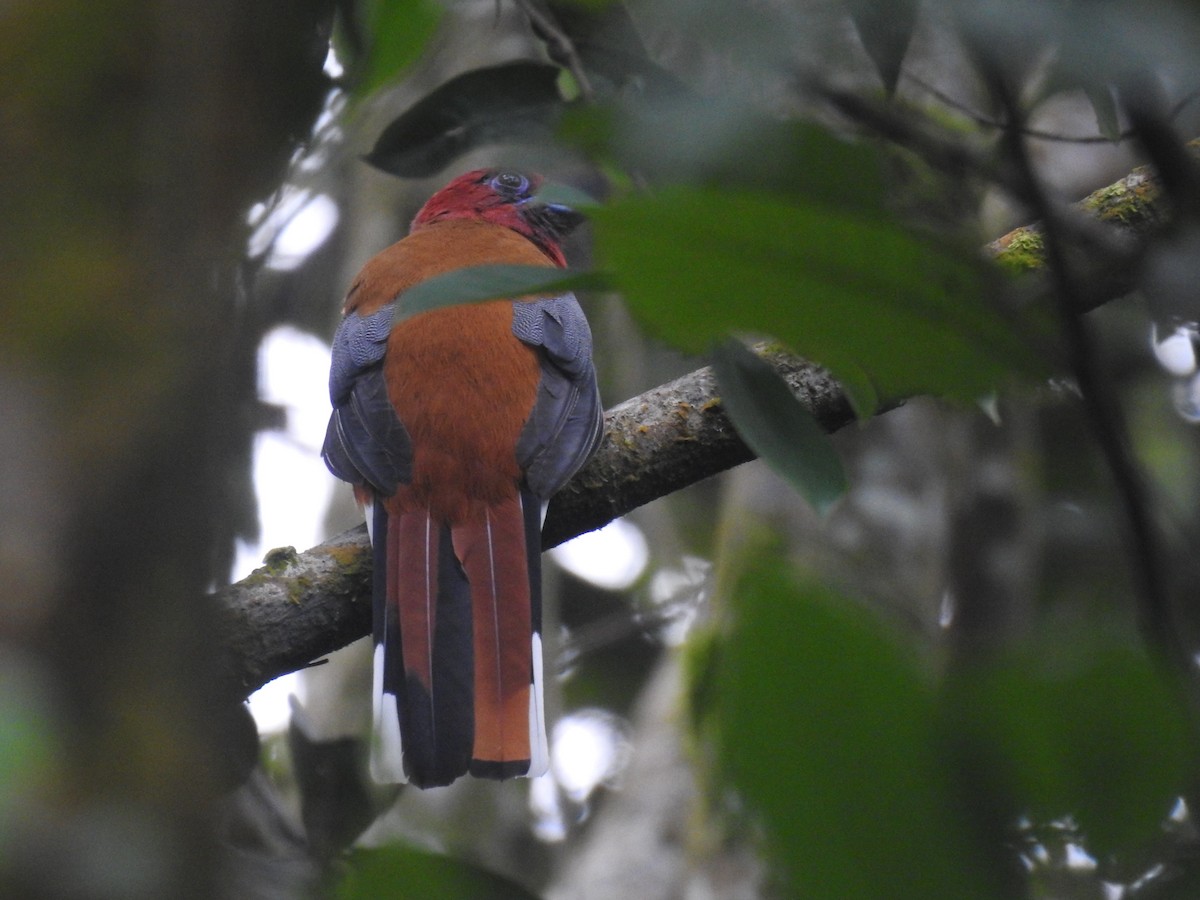 Red-headed Trogon - ML625237430