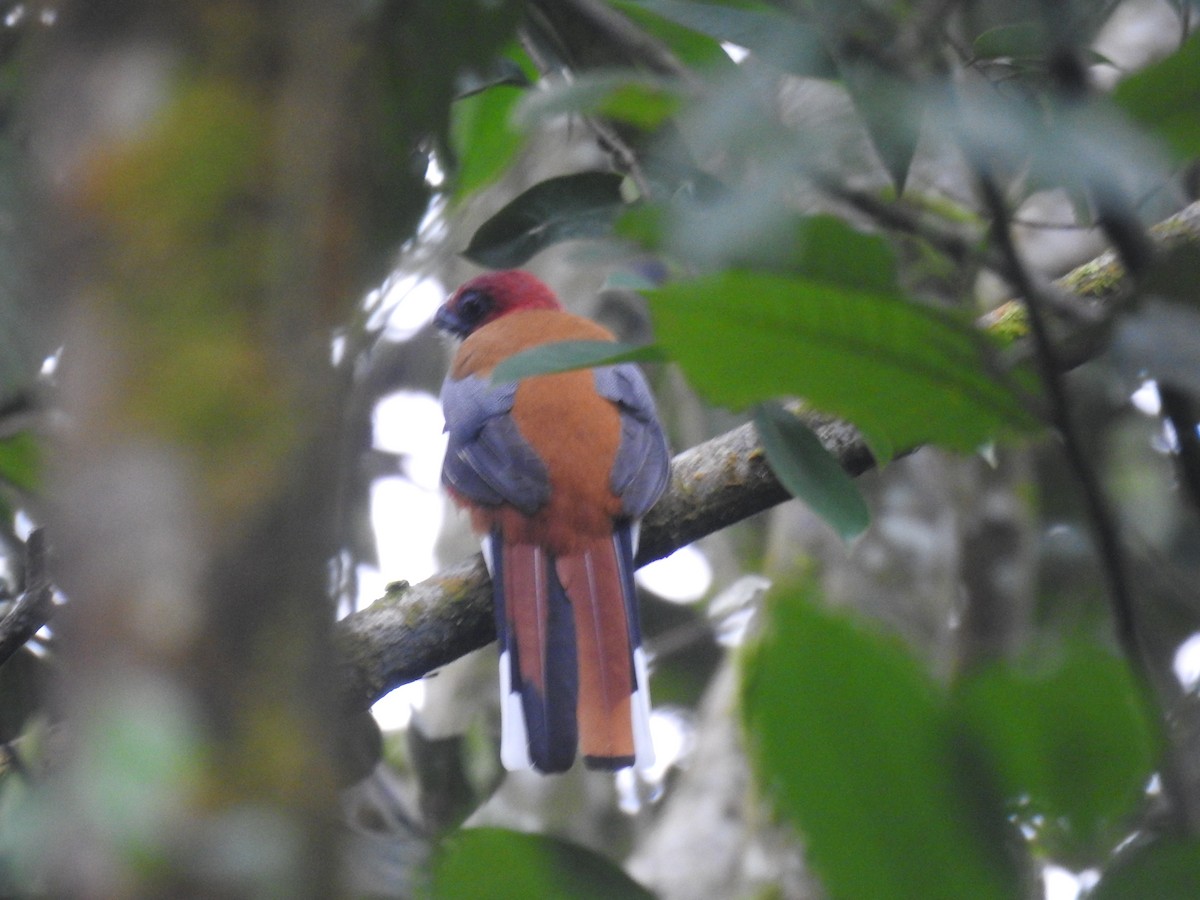 Red-headed Trogon - ML625237431