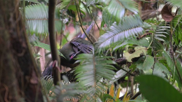 Зозуля-довгоніг суматранська - ML625237509