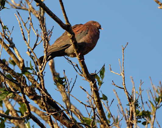 Red-billed Pigeon - ML625237535