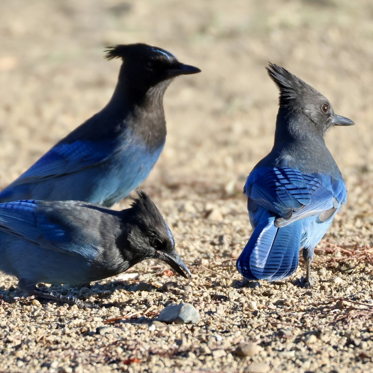 Steller's Jay - ML625237667