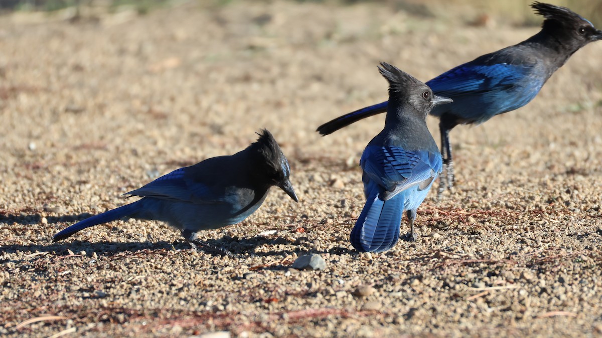 Steller's Jay - ML625237668