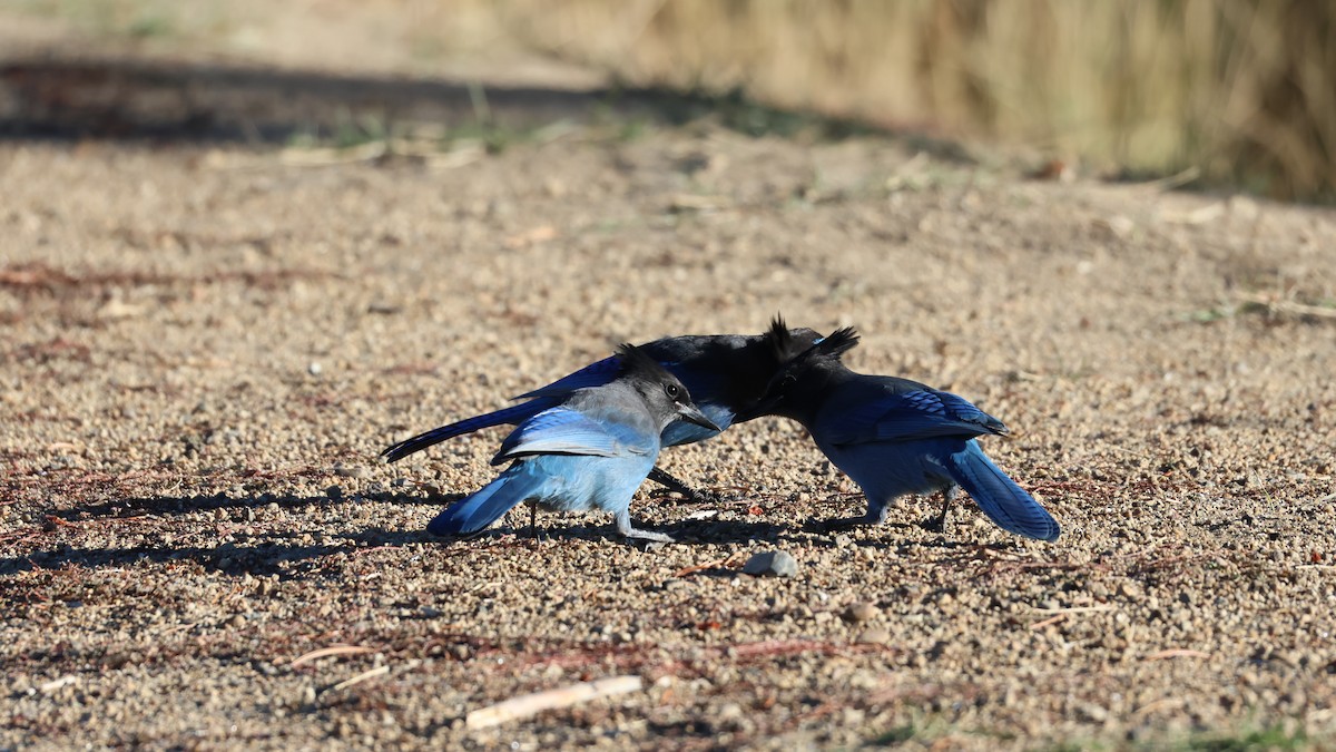 Steller's Jay - ML625237669