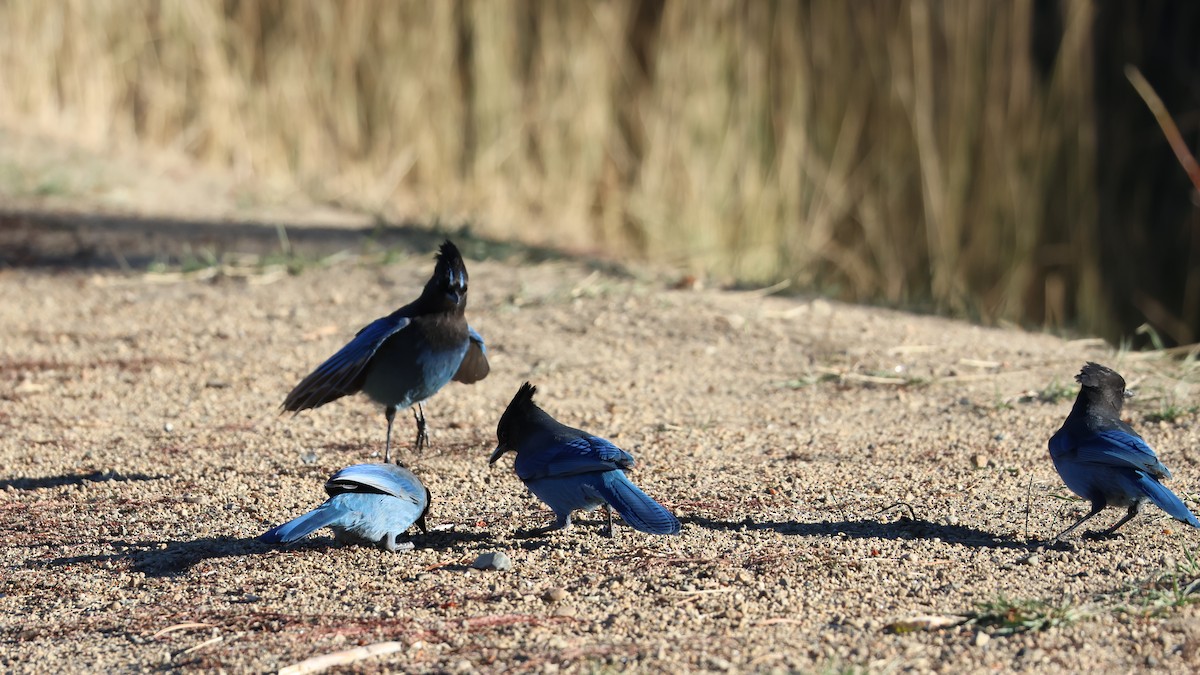 Steller's Jay - ML625237670