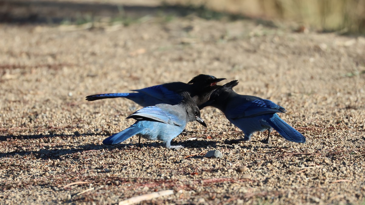 Steller's Jay - ML625237671