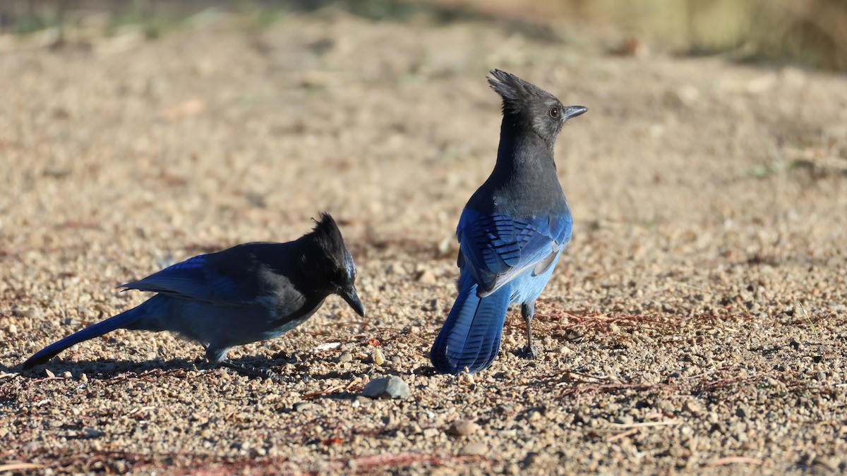 Steller's Jay - ML625237672