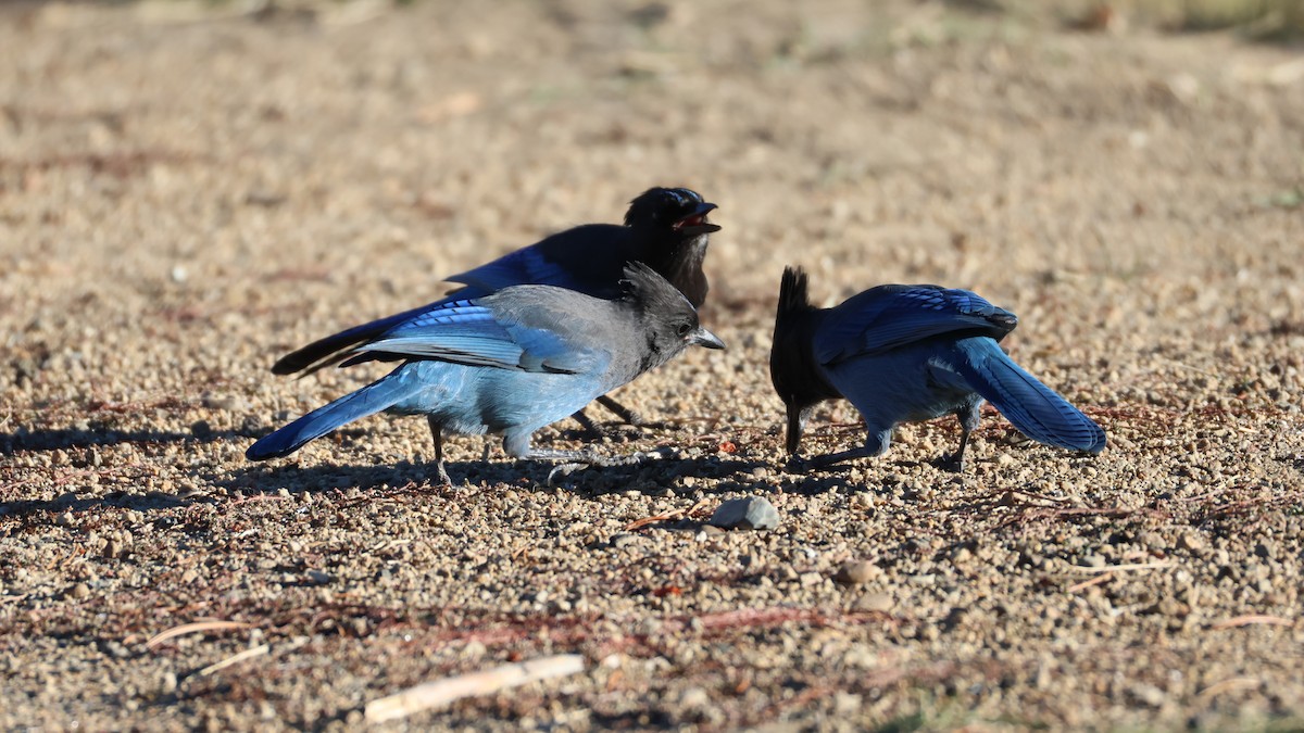 Steller's Jay - ML625237673