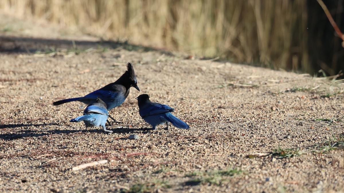 Steller's Jay - ML625237674