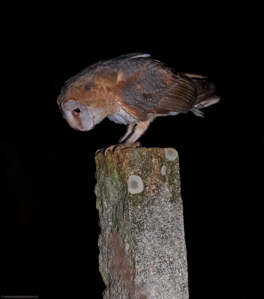 Eastern Barn Owl - ML625237679