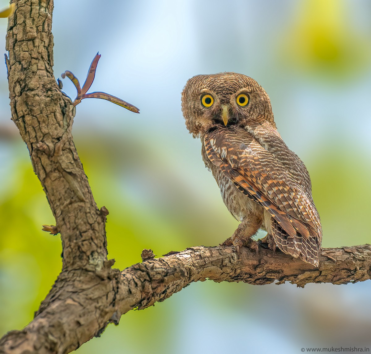 Jungle Owlet - ML625237683