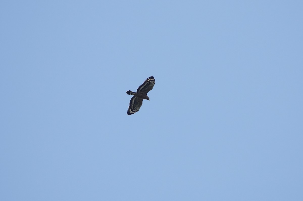 Crested Serpent-Eagle - ML625237718