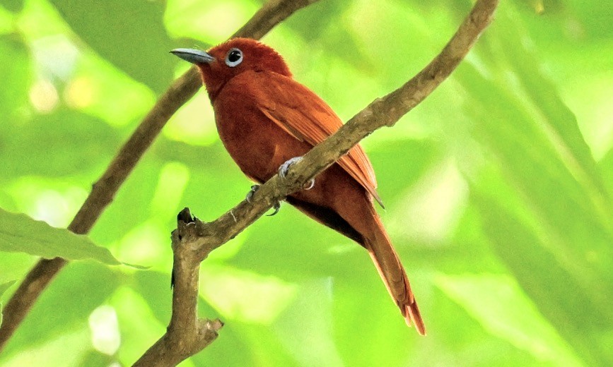 Rufous Paradise-Flycatcher (Northern) - ML625237752