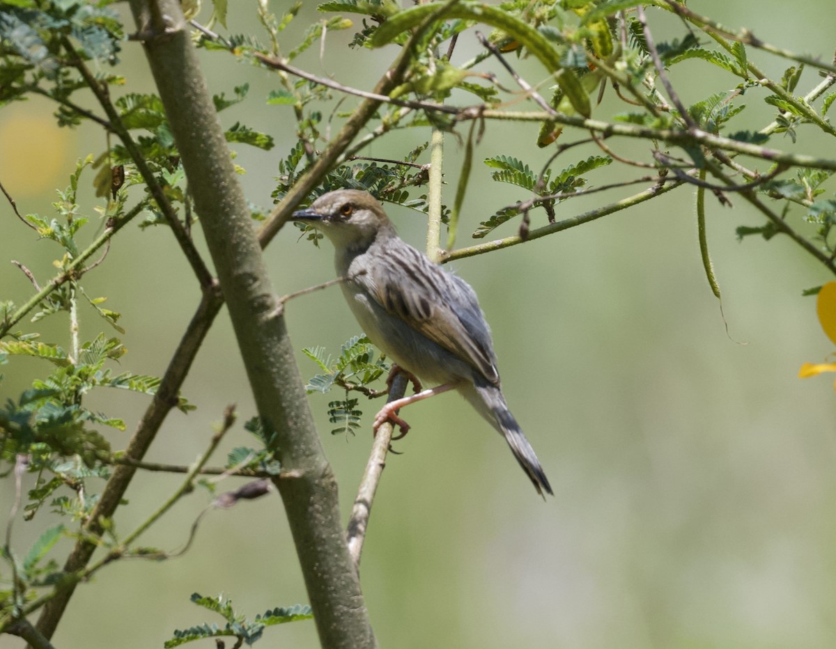 Coastal Cisticola - ML625237831