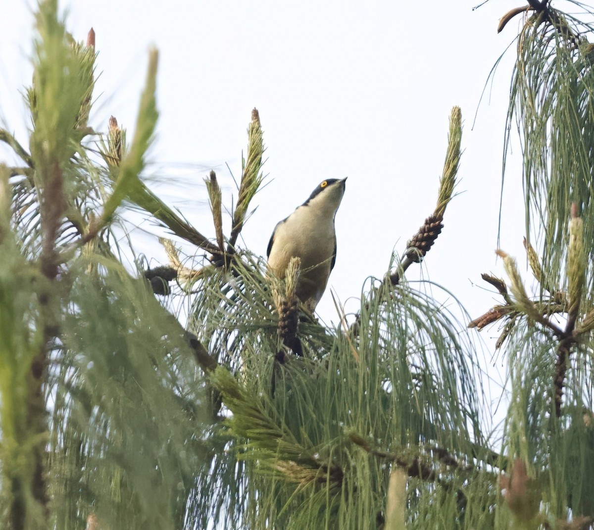 Sharpe's Starling - ML625237839