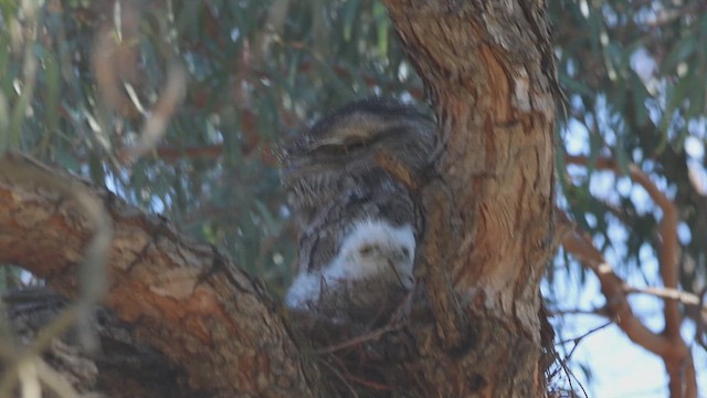 Tawny Frogmouth - ML625237867