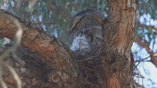 Tawny Frogmouth - ML625237872