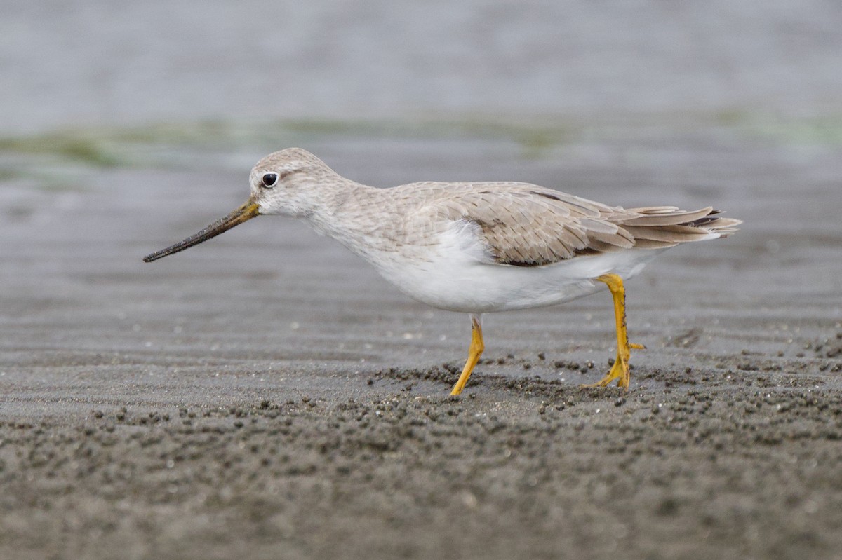 Terek Sandpiper - ML625237969