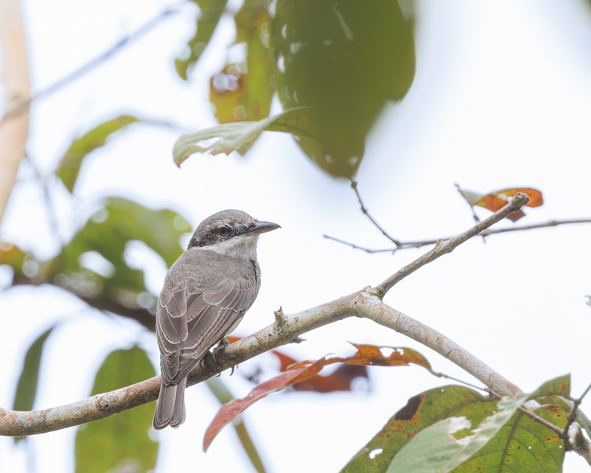 Large Woodshrike - ML625238049