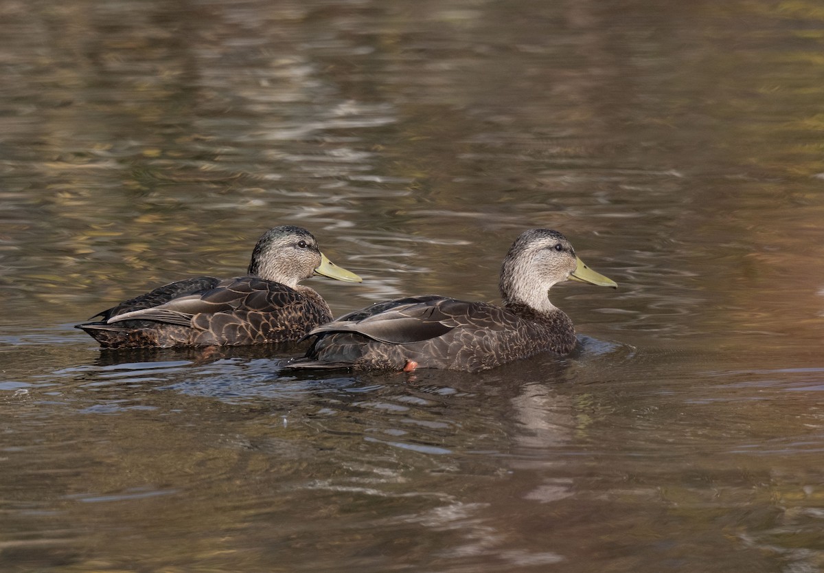 American Black Duck - ML625238205