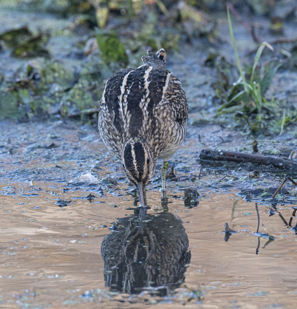 Wilson's Snipe - ML625238211