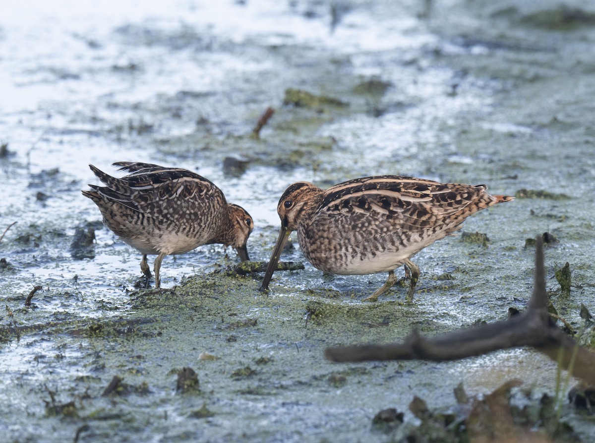 Wilson's Snipe - ML625238212