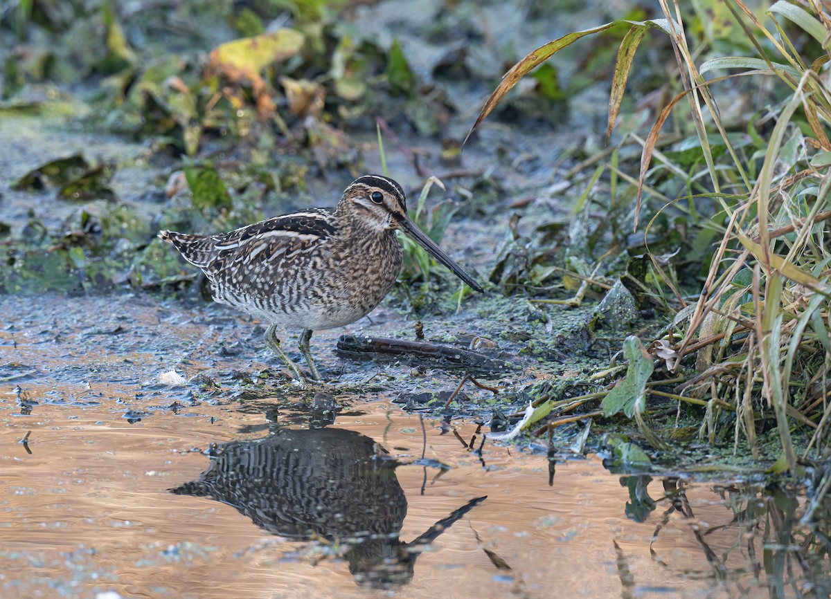 Wilson's Snipe - ML625238213