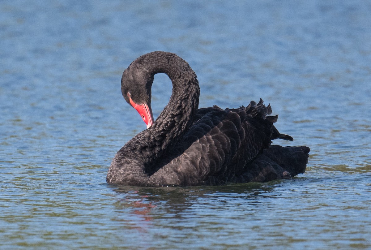 Black Swan - ML625238241