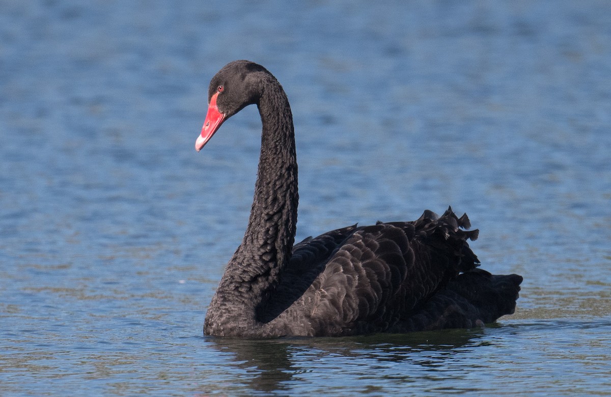 Black Swan - ML625238252