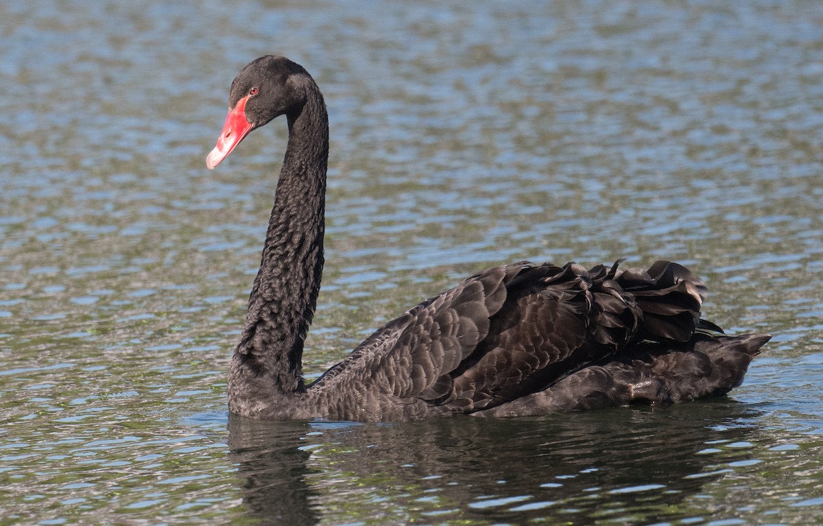 Black Swan - ML625238259