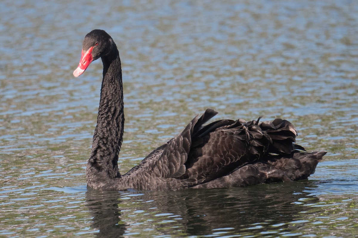 Black Swan - ML625238262